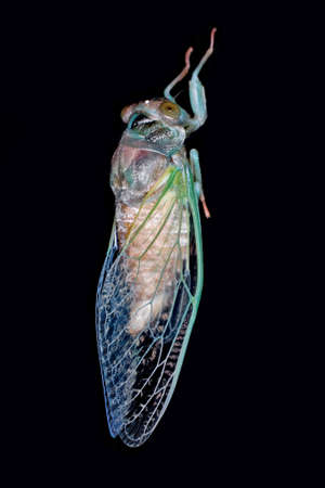 The metamorphosis of a young cicada into an adultの写真素材