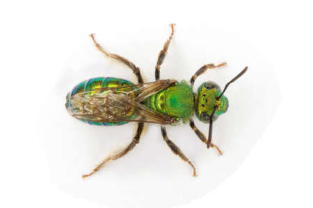 a Sweat Bee scientific name Augochlora puraの写真素材