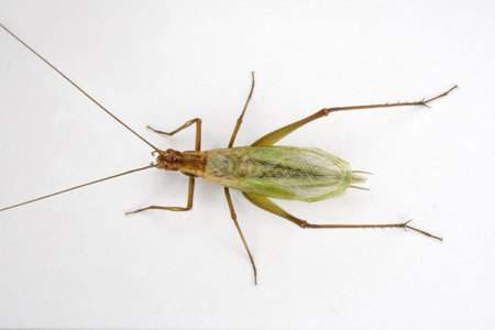 a tree cricket - Oecanthus pini の写真素材