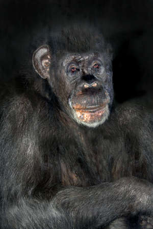 portrait of a sad old male chimpanzeeの写真素材