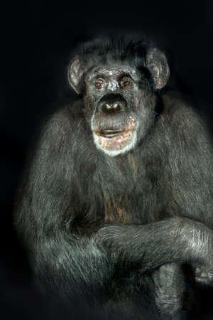 portrait of a sad old male chimpanzeeの写真素材