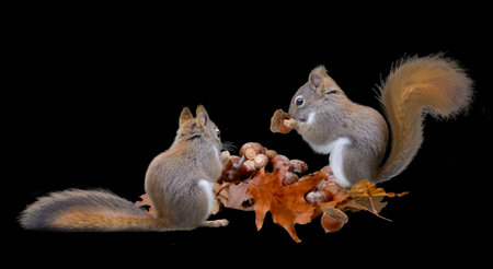 two little red squirrels eating acorns in the fallの写真素材