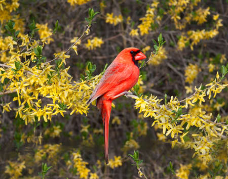 a male cardinal perched on a forsythia bushの写真素材
