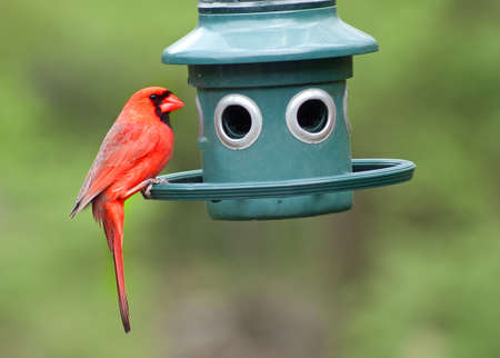 male cardinal at a sunflower feederの写真素材