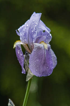 a purple bearded iris with raindropsの写真素材