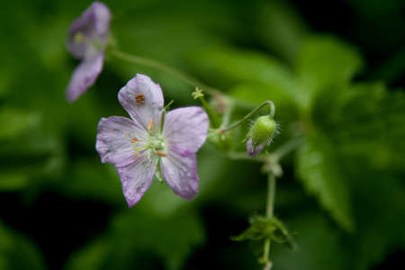 a wild geranium and budの写真素材