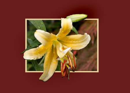 an OOB lily suitable for a greeting cardの写真素材