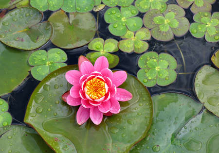 a single water lily in a pondの写真素材