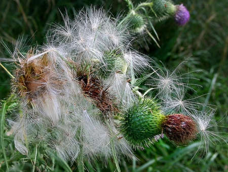 a cluster of thistles and their downの写真素材