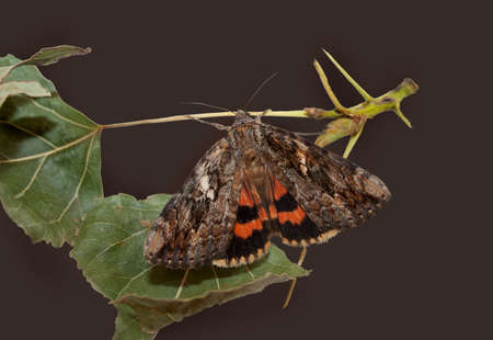 underwing moth on small twigの写真素材