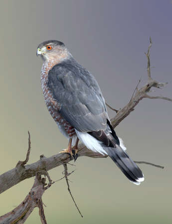 a Cooper's hawk sitting on a branch.の写真素材
