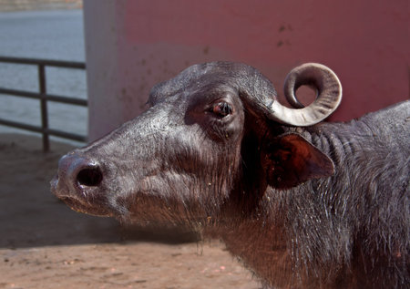a cow on a street in India