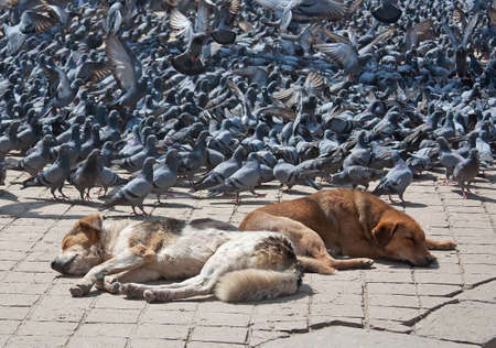 pigeons and dogs in a square in Kathmandu, Nepalの写真素材