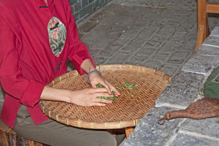 Bruising fresh tea leaves, Guilin, Chinaの写真素材