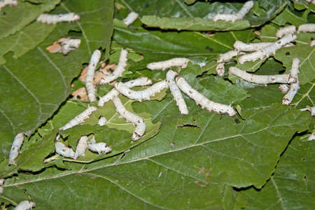 silk worms eating mulberry leaves, Chinaの写真素材