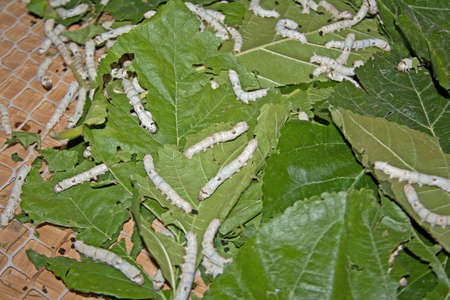 silk worms eating mulberry leaves, Chinaの写真素材