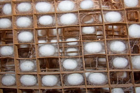 silkworm cocoons ready for processingの写真素材
