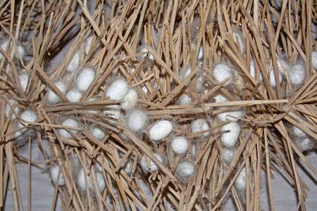 silkworm cocoons ready for processingの写真素材