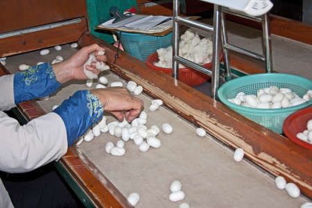 sorting silkworm cocoonsの写真素材
