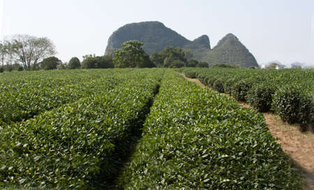 Tea plantation, Guilin, Chinaの写真素材