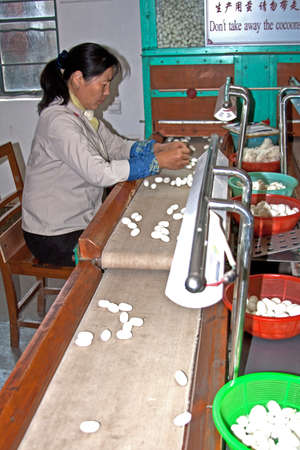 sorting silkworm cocoonsのeditorial素材