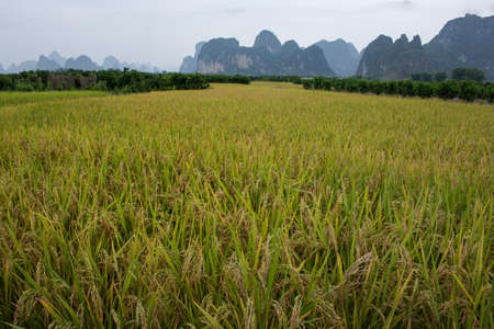 crops of rice growing in a paddy field in Xi'an, Chinaの写真素材