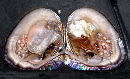 cultured pearls in situ in oyster
