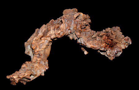 an old oak tree burlの写真素材