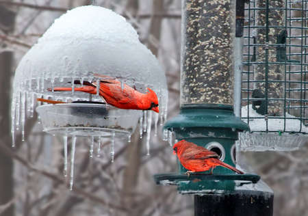 male cardinal with threatening posture to another male cardinalの写真素材