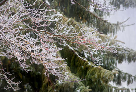 Branches of a Japanese maple covered in ice crystalsの写真素材