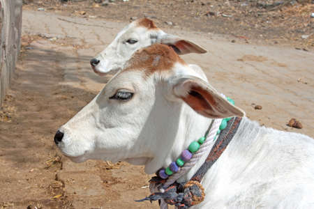 Young calves in Indiaの写真素材