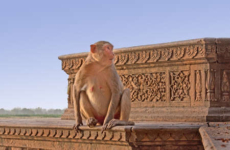 a monkey on top of a temple in Mathura, Indiaの写真素材