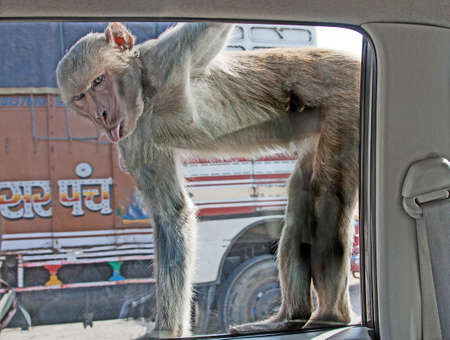 a monkey at a car window with tongue sticking outの写真素材