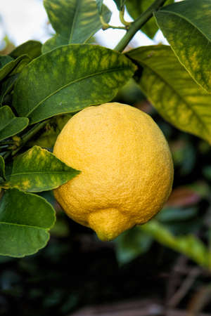 lemons on a tree in a gardenの写真素材