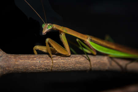 Praying Mantisの写真素材