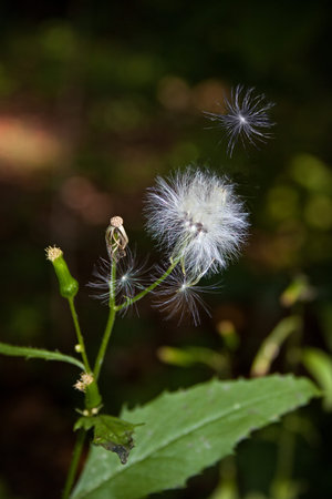 a stem of wild thistle flowers and buds