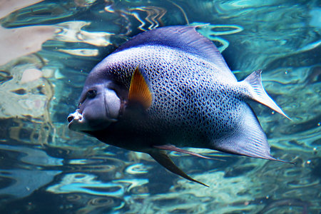 closeup of a saltwater grey French Angelfishの写真素材