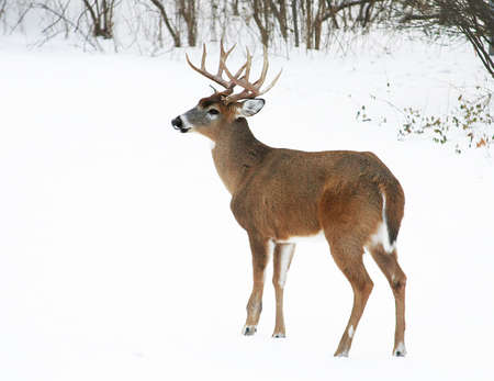 a white-tail buck in snowの写真素材