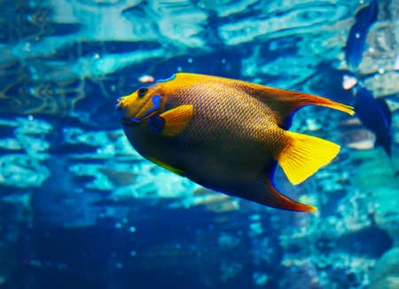 closeup of a saltwater queenangelfishの写真素材