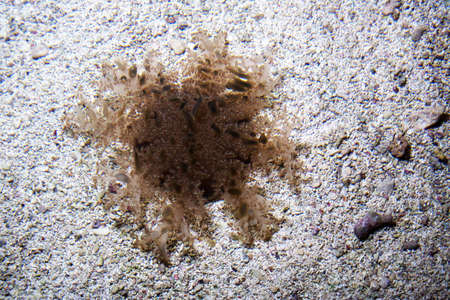 either a sea urchin or sea anemone in Xcaret, Mexicoの写真素材