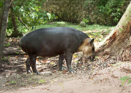 a wild Mexican tapirの写真素材