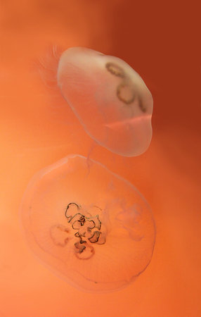 a pair of moon jellyfishの写真素材