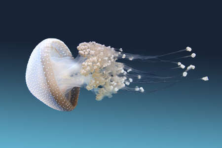 a beautiful but invasive white spotted jellyfishの写真素材