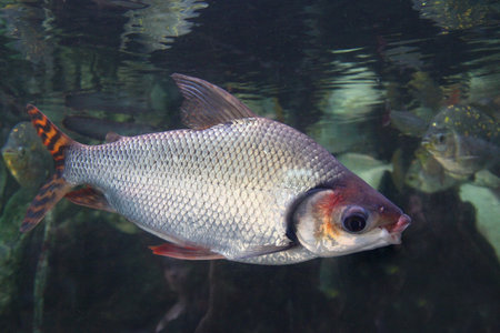 lovely flagtail fish - Semaprochilodus insignis
