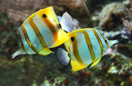 2 copper band butterfly fishの写真素材
