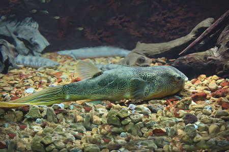 an African Mbu puffer freswater fish の写真素材