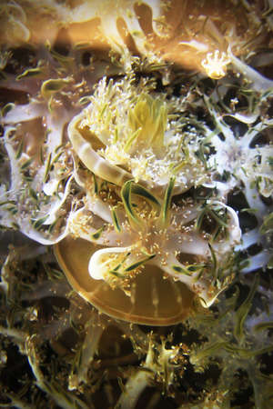 Upside Down jellyfish mimicking grass on the bottom of the sea floorの写真素材