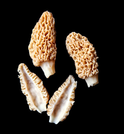 delicious Michigan morel mushrooms