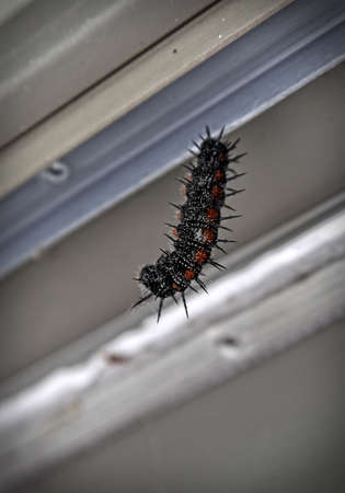 a mourning cloak caterpillar about to morph into a chrysalisの写真素材