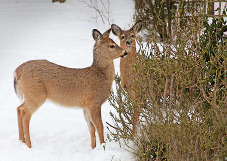 White tail deer with shaggy winter coat browsing on bushの写真素材